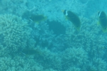 DSC01591