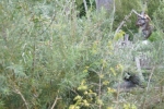 DSC00258