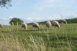 DSC00240
