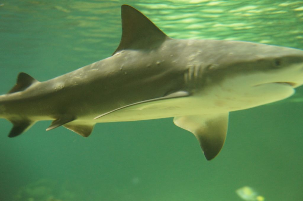 Aquarium de Maurice LiNoViTo